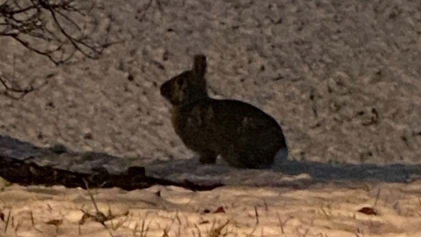A picture of a rabbit on a ground covered in snow and dead leaves.
