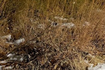 Browned tall grass with sparse patches of snow.