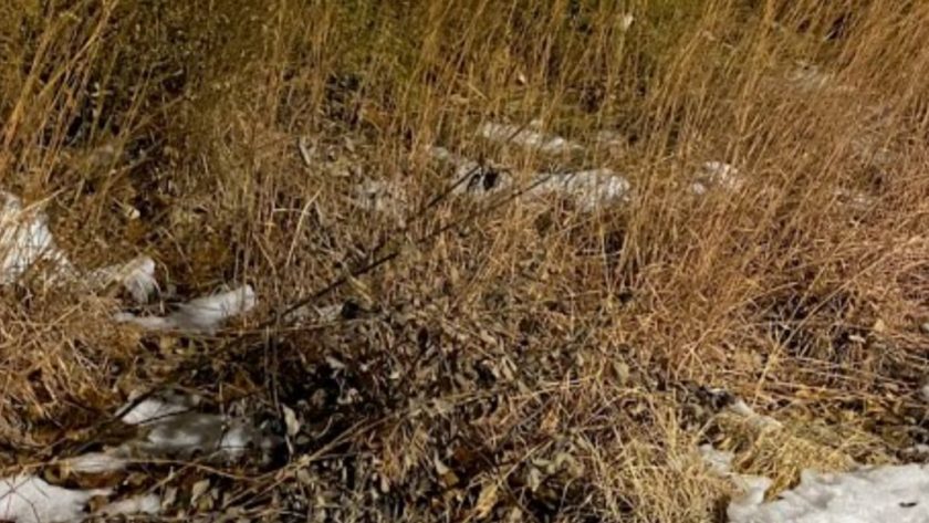 Browned tall grass with sparse patches of snow.