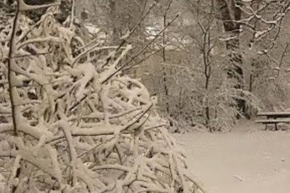 Heavy snow covers trees and low-hanging branches in the foreground and background. In the distance is an old picnic table covered in snow.