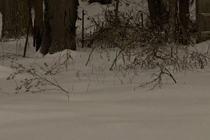 Photo of a backyard full of snow, with dead branches and weeds showing through, and two large tree trunks in the distance..
