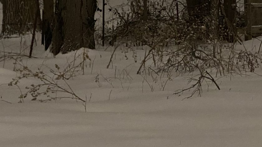 Photo of a backyard full of snow, with dead branches and weeds showing through, and two large tree trunks in the distance..